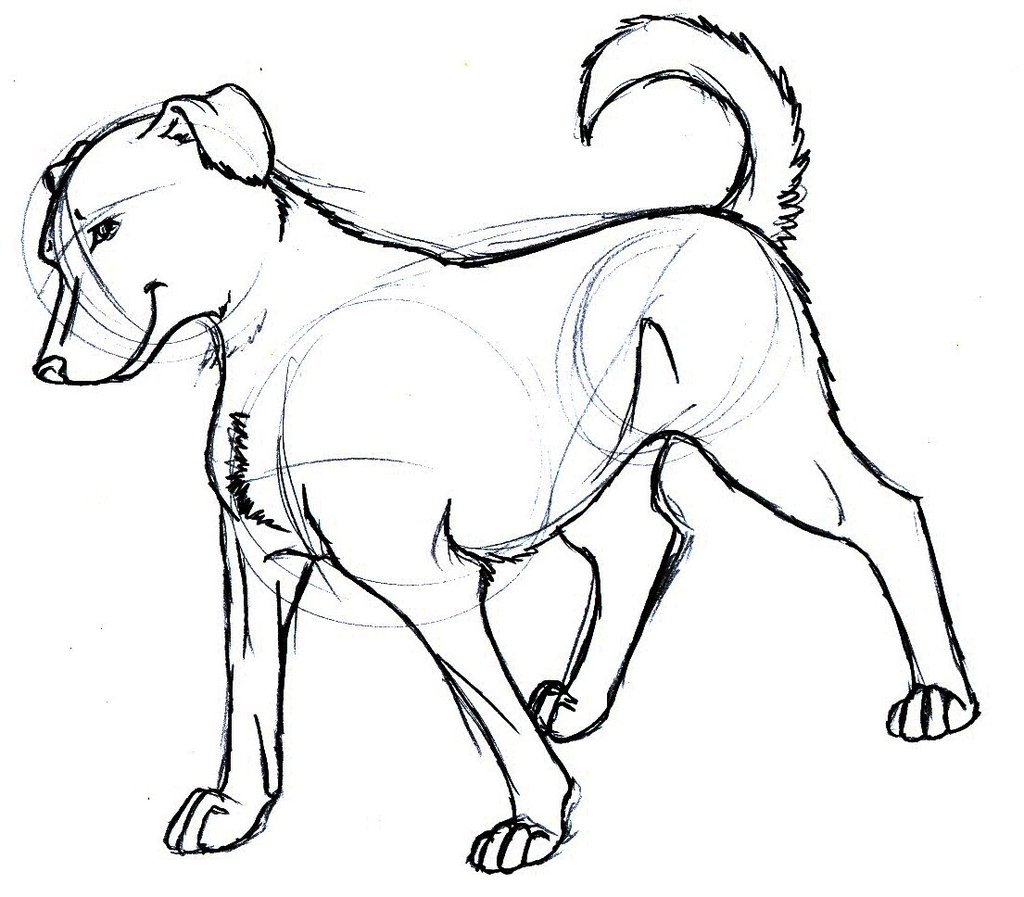 Dog Sketch Easy at Explore collection