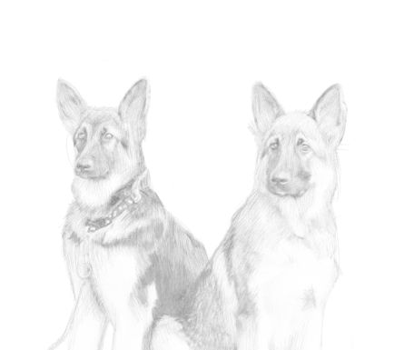 456x385 Photos Dog Sketch Easy, - Dog Sketch Easy