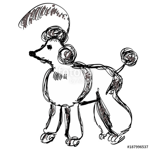 500x500 Pretty Groomed Poodle With A Haircut And Feather On The Head. Dog - Dog Sketch For Kids