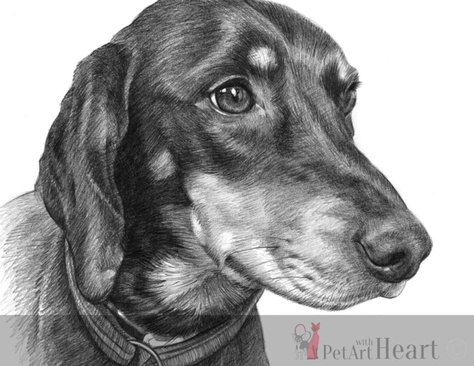 973x751 Pencil Sketch Of Slovensky Kopov - Dog Sketch Images