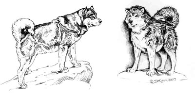 400x198 Journal Of The Inuit Sled Dog International - Dog Sled Sketch