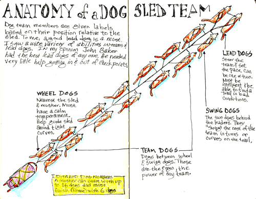 500x388 Anatomy Of A Dog Sled Team Pencil Me In - Dog Sled Sketch