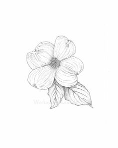 Dogwood Tree Sketch at PaintingValley.com | Explore collection of