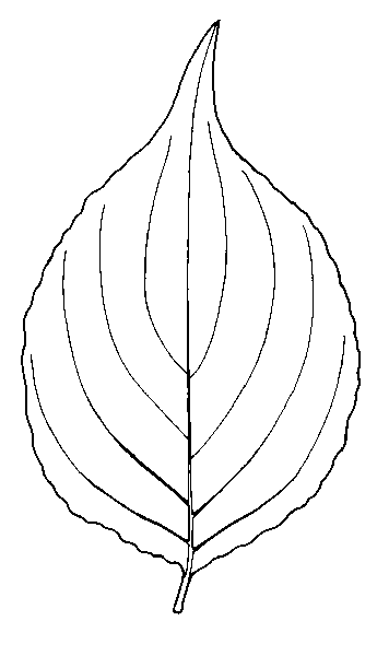 356x600 Eastern Flowering Dogwood - Dogwood Flower Sketch