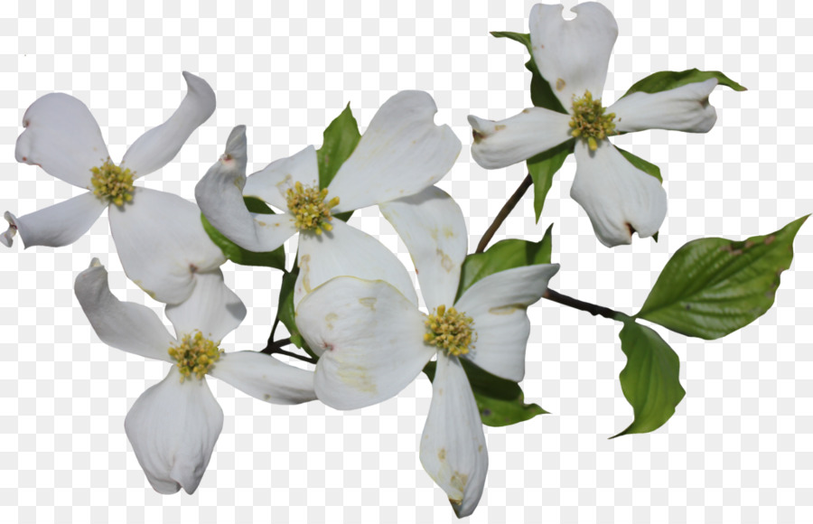 900x580 Flowering Dogwood Cornus Officinalis Cornus Sericea Clip Art - Dogwood Flower Sketch