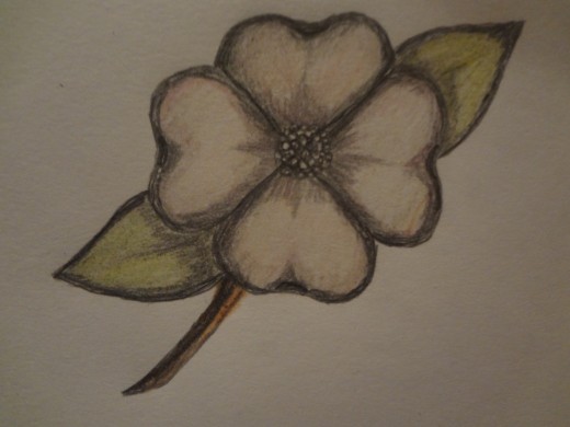 520x390 How To Draw A Dogwood Flower Feltmagnet - Dogwood Flower Sketch