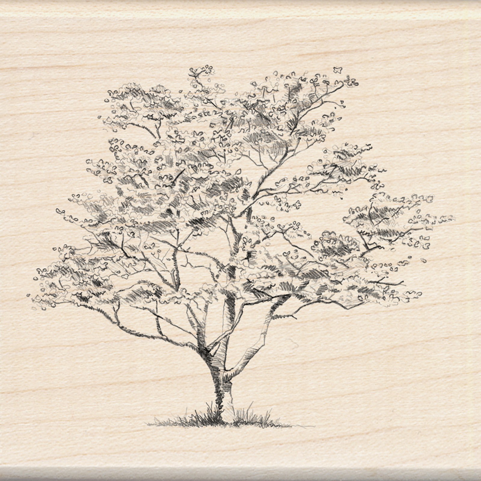1600x1600 Find The Sketches Stamp, Small Dogwood - Dogwood Sketch