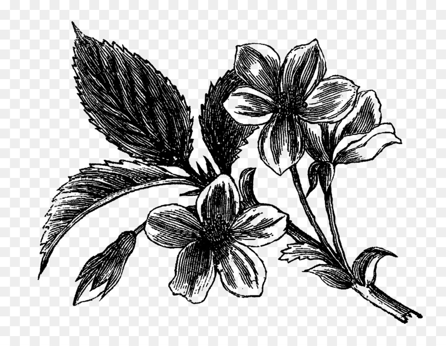 900x700 Flowering Dogwood Drawing Visual Arts - Dogwood Sketch