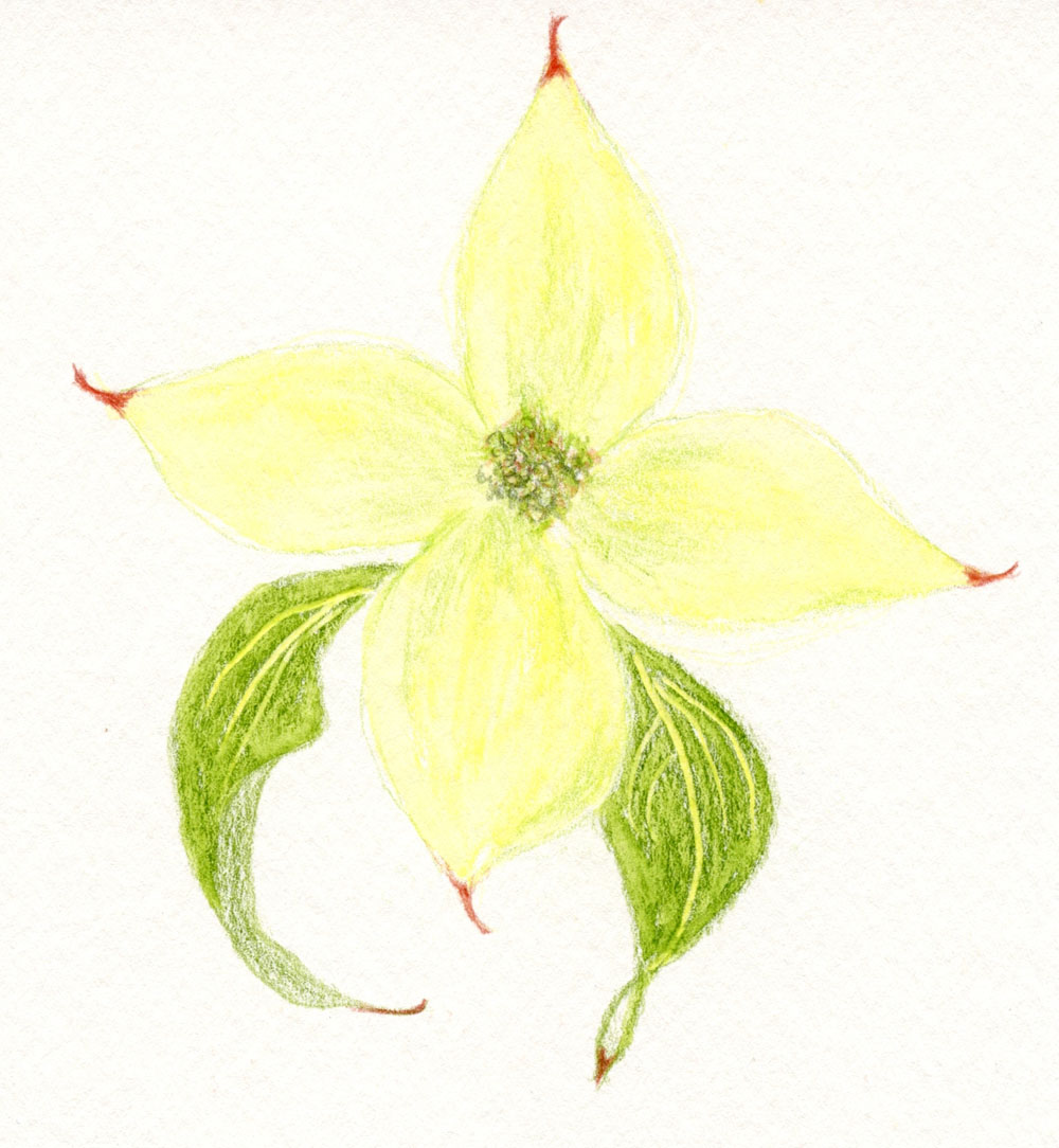 1000x1084 Fueled By Clouds Amp Coffee Dogwoods - Dogwood Sketch