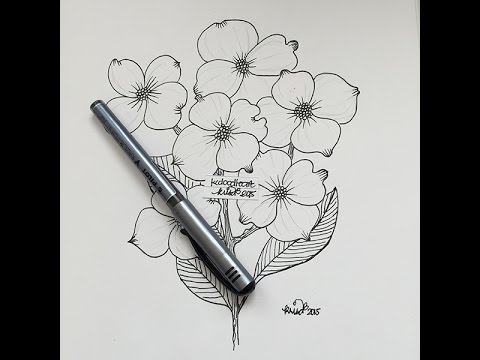 480x360 How I Draw A Dogwood Bloom - Dogwood Sketch