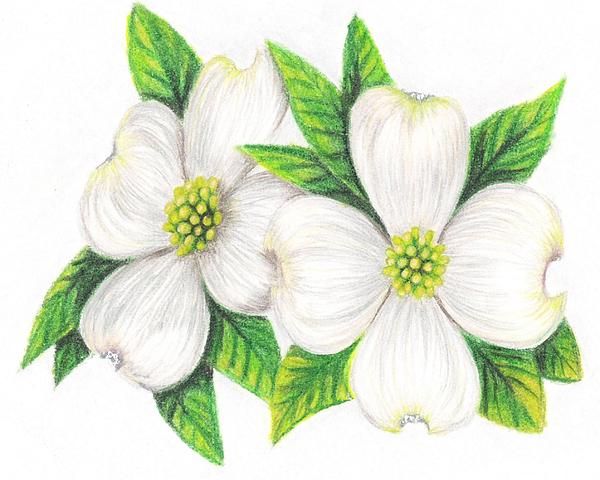 600x480 Dogwood Flower Drawings Dogwood Drawing - Dogwood Sketch