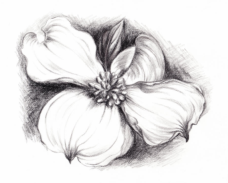 900x720 Dogwood Flower In Charcoal Drawing By Mm Anderson - Dogwood Sketch