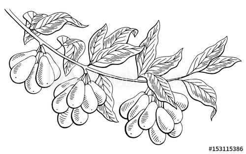 500x313 Dogwood Berry Graphic Branch Black White Isolated Sketch - Dogwood Tree Sketch