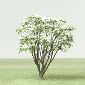 300x300 Dogwood - Dogwood Tree Sketch