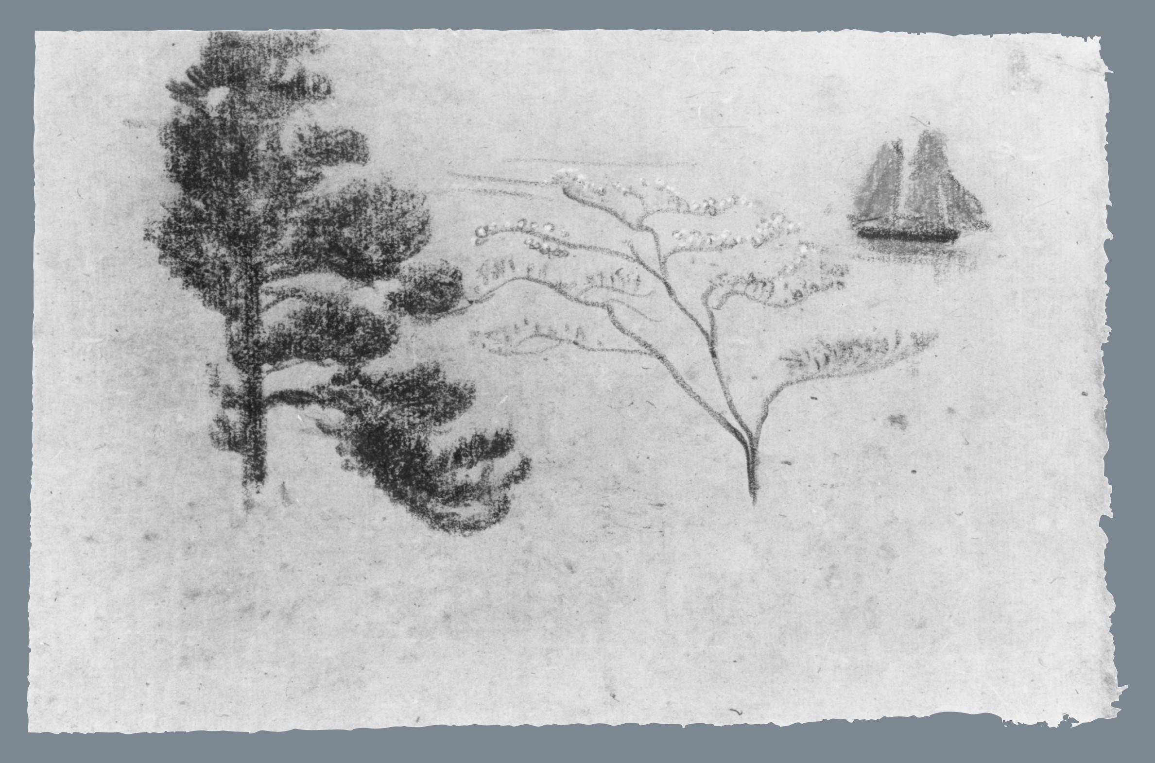 2377x1571 Filepine Tree, Dogwood, And Sailboat Met Ap58.21.27.jpg - Dogwood Tree Sketch
