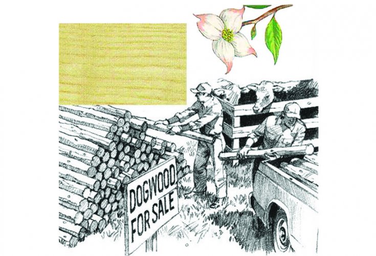 735x500 Flowering Dogwood - Dogwood Tree Sketch