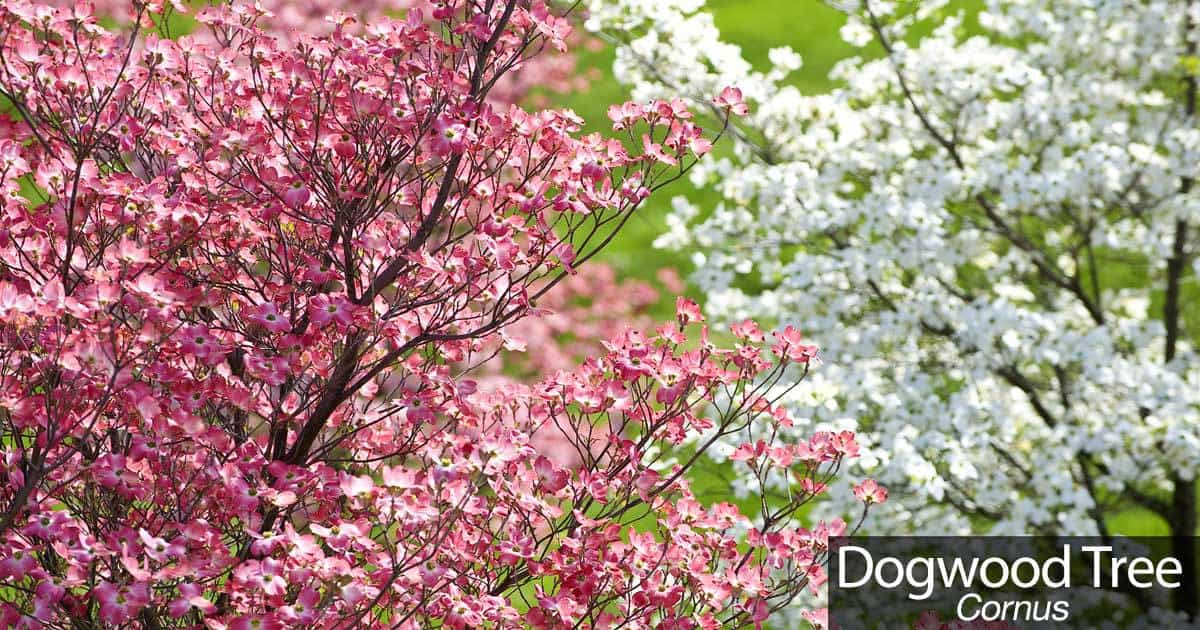 1200x630 Gallery Dogwood Tree Care, - Dogwood Tree Sketch