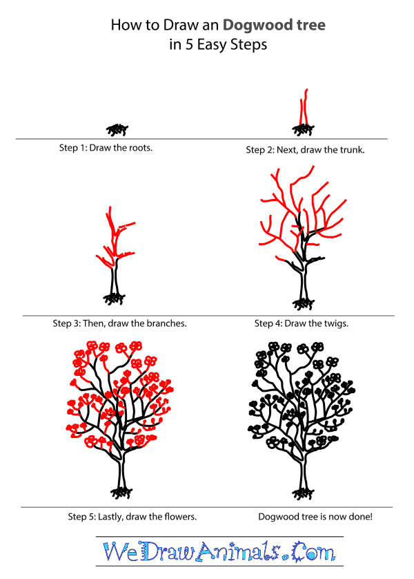 600x838 How To Draw A Dogwood Tree - Dogwood Tree Sketch