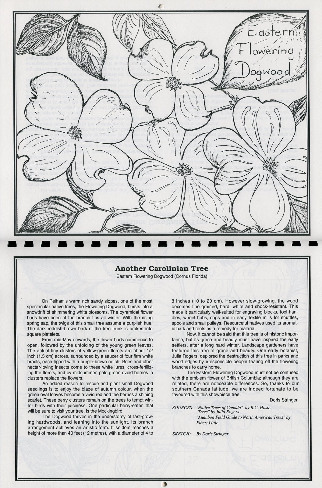 1057x1600 Pelham Historical Calendar 1993 Another Carolinian Tree Eastern - Dogwood Tree Sketch
