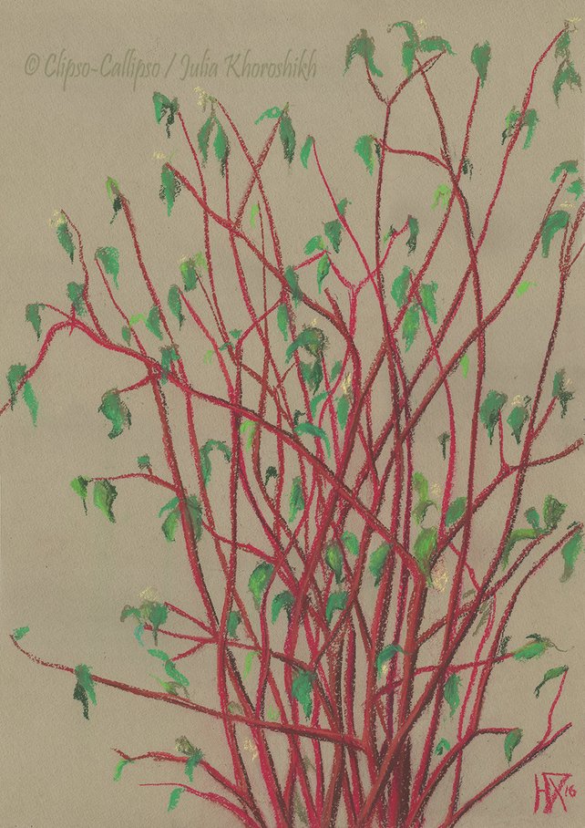 642x908 Red Twigs Dogwood Tree Branches Spring Plants Green Etsy - Dogwood Tree Sketch