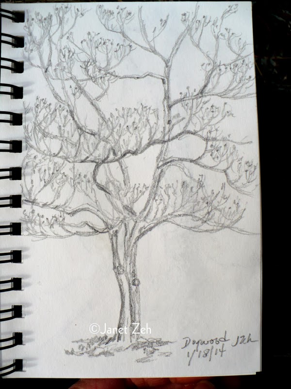 600x800 Zeh Original Art Blog Watercolor And Oil Paintings Tree Sketches - Dogwood Tree Sketch