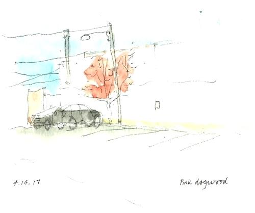 500x418 Dogwood Tree Diagram Michaelhannan.co - Dogwood Tree Sketch