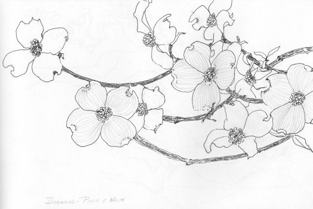 640x428 Pictures Of Flowers And Dogwood Trees To Draw What My Mother - Dogwood Tree Sketch