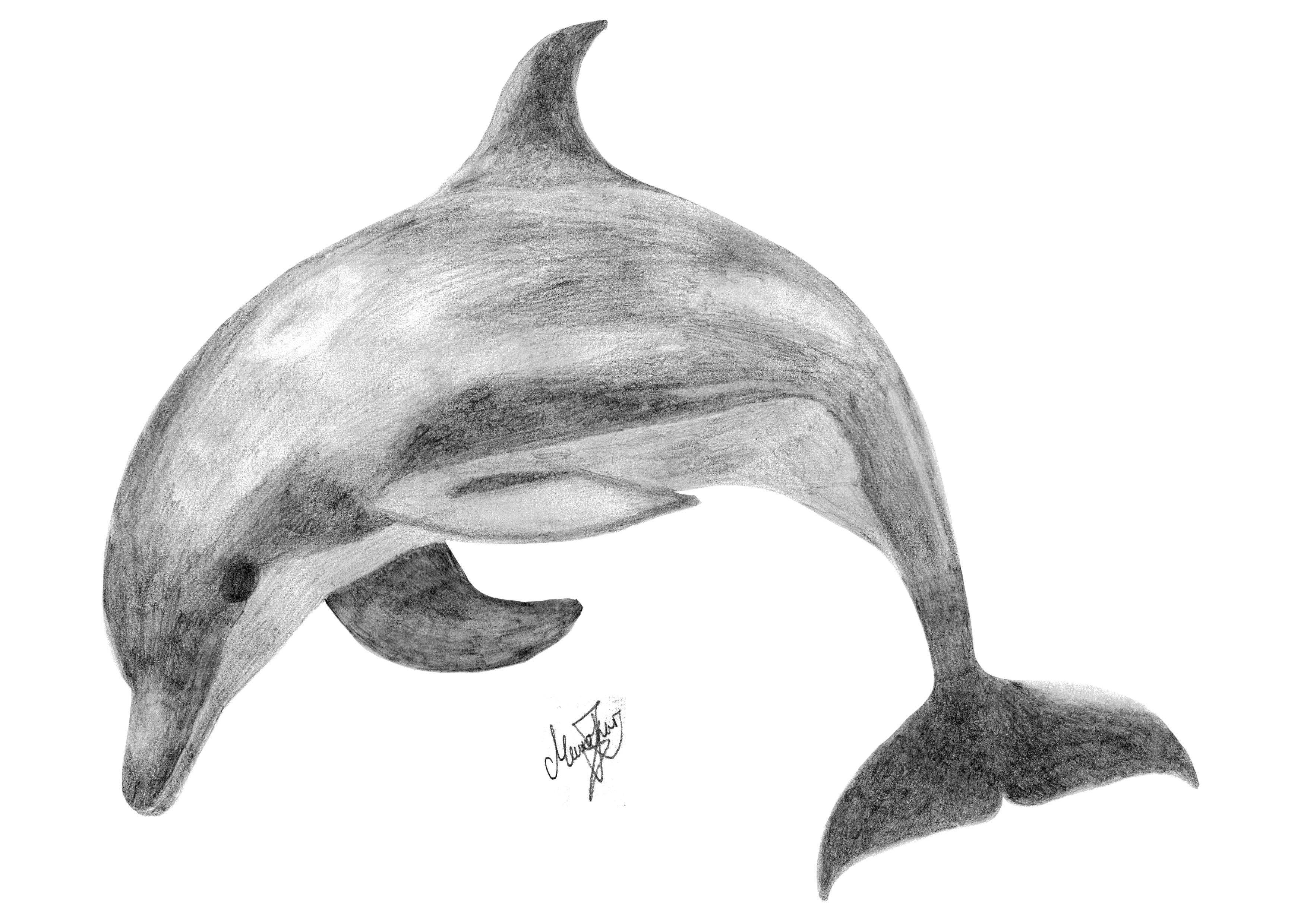 3507x2480 Dolphin Images Sketch - Dolphin Pencil Sketch