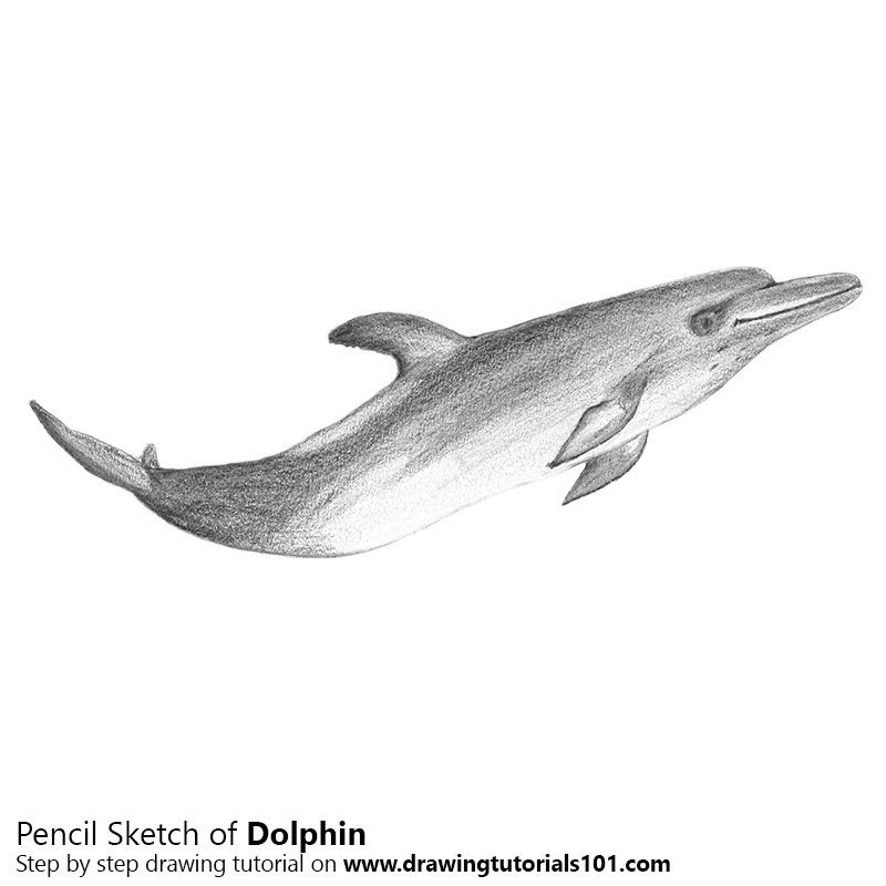 800x800 Dolphin Pencil Drawing - Dolphin Pencil Sketch