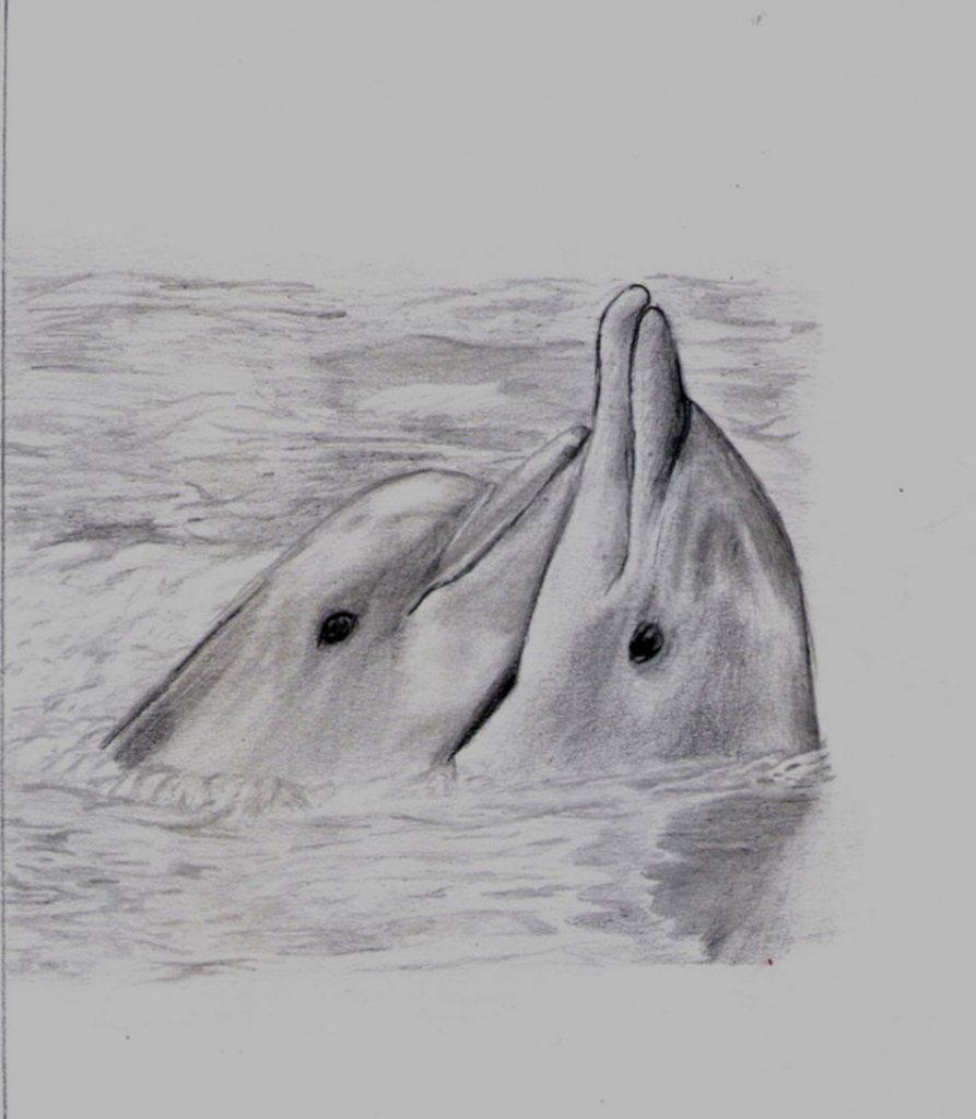 Dolphin Pencil Sketch