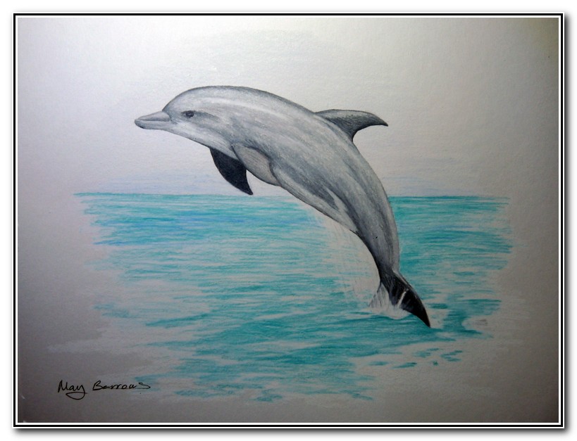 819x627 Dolphin Pencil Drawing Images Best Drawing Book - Dolphin Pencil Sketch