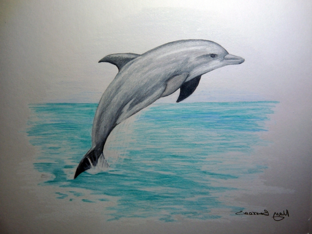 1024x768 Dolphin Pencil Drawing Pencil Drawings Of Dolphins Drawing Artisan - Dolphin Pencil Sketch