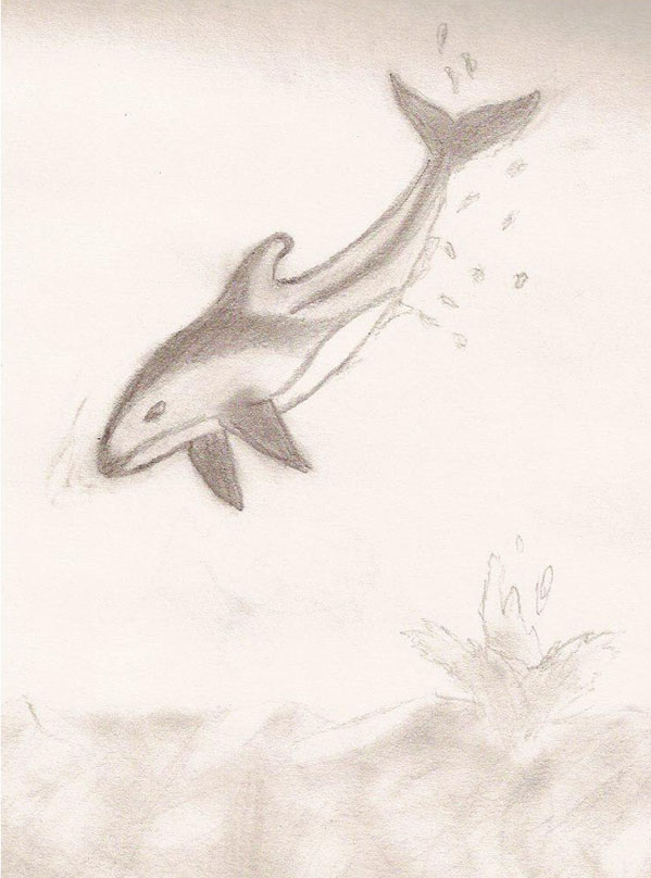 599x808 Dolphin Pencil Sketch By Sawnikbewm - Dolphin Pencil Sketch