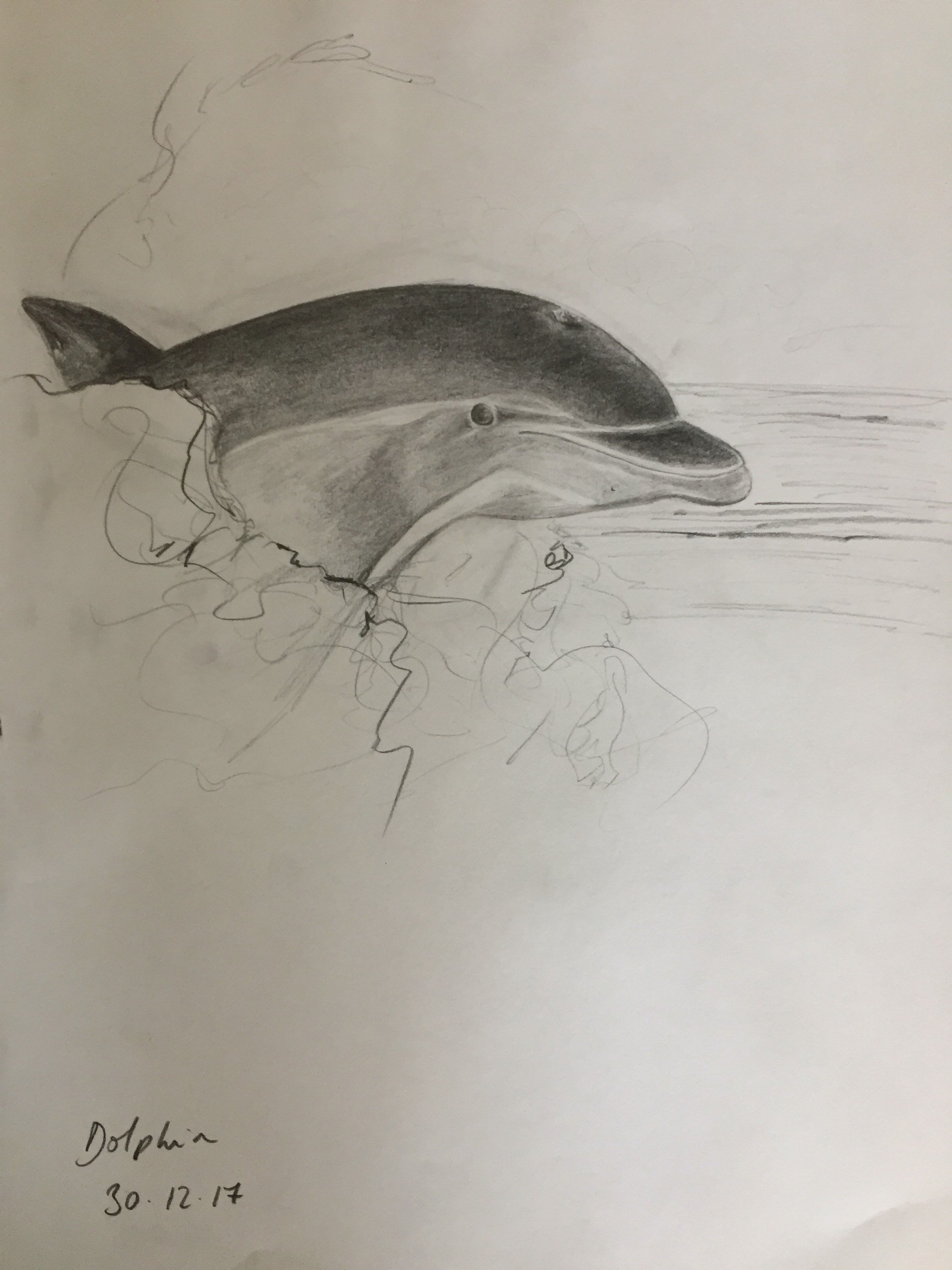 2250x3000 Dolphin Pencil Sketch - Dolphin Pencil Sketch
