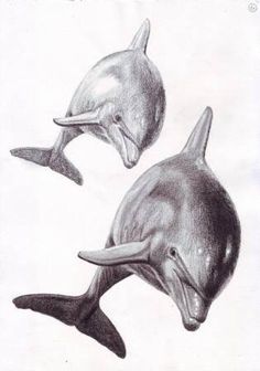 236x336 Drawn Dolphin Realistic - Dolphin Pencil Sketch