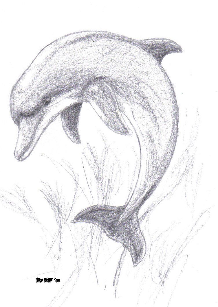 753x1062 Images For Gt Pencil Drawings Of Dolphins Drawings - Dolphin Pencil Sketch