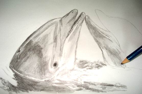 556x368 Realistic Dolphin Drawings In Graphite Pencil - Dolphin Pencil Sketch