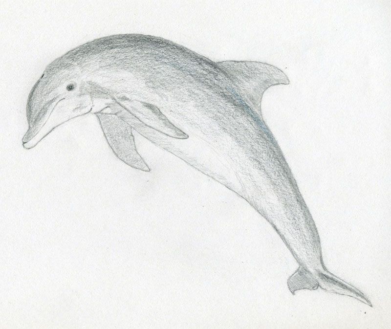 800x673 Simple Drawings New Calendar Template Drawing - Dolphin Pencil Sketch