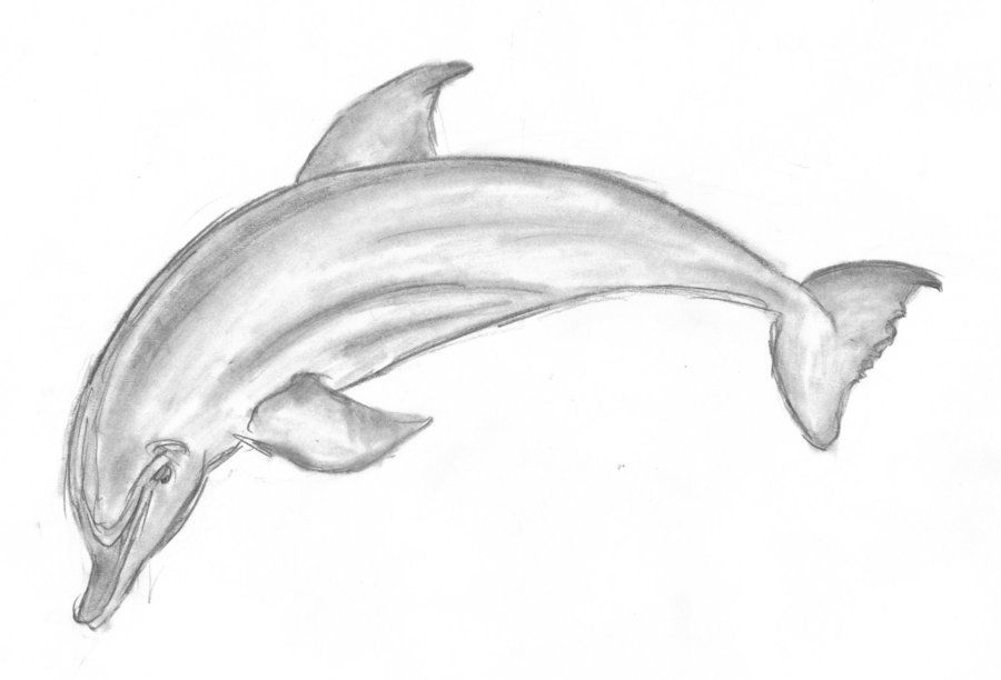 900x612 Dolphin Pencil Drawing - Dolphin Pencil Sketch