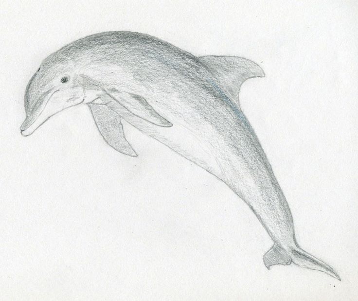 736x619 Easy Pencil Drawings Of Animals For Beginners - Dolphin Pencil Sketch