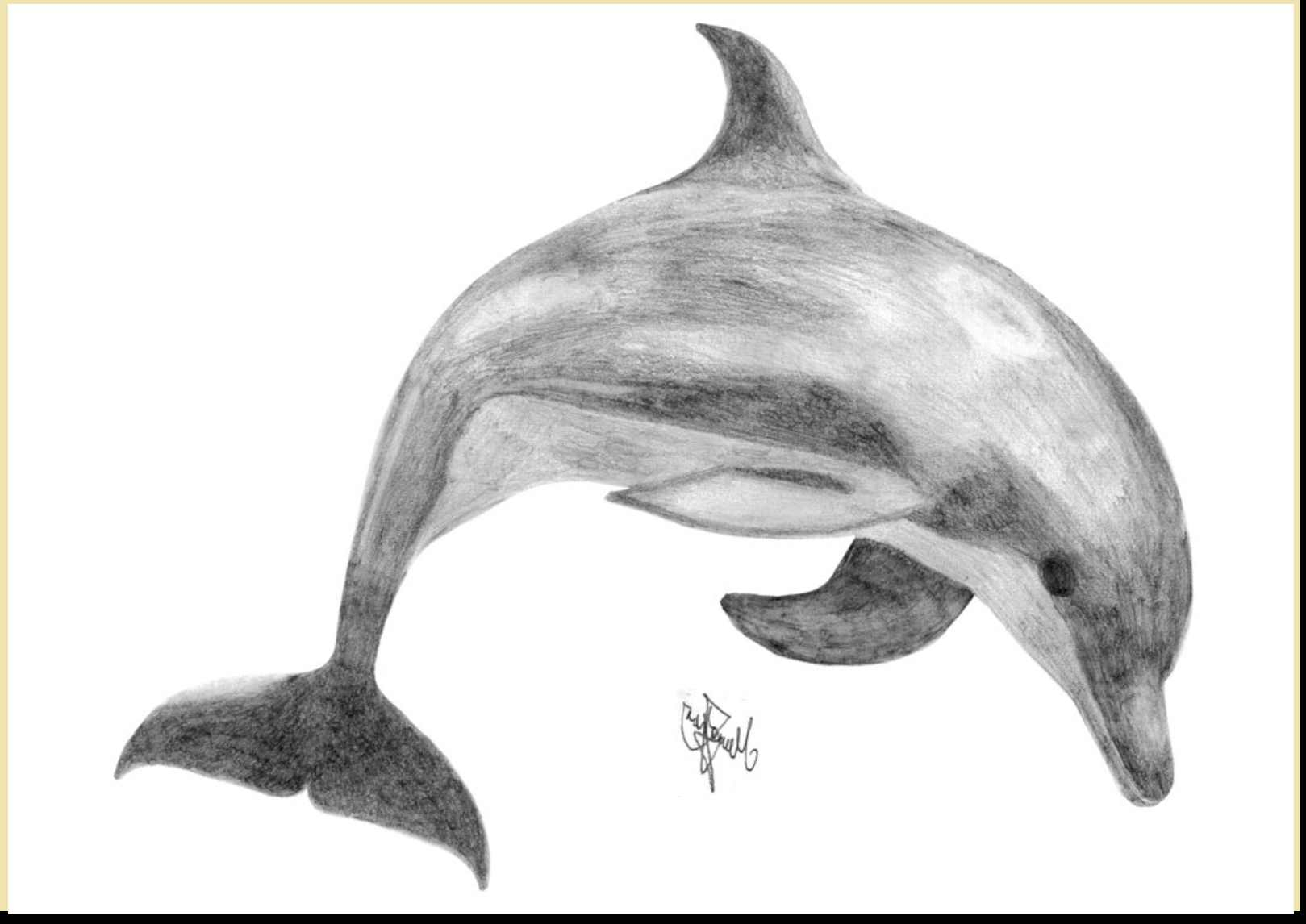 Dolphin Pencil Sketch at PaintingValley.com | Explore collection of ...