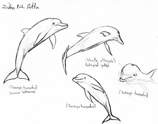 600x469 Dolphin Sketches 1 By Amorousdino - Dolphin Sketch