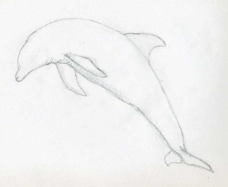 800x656 How To Draw A Dolphin - Dolphin Sketch