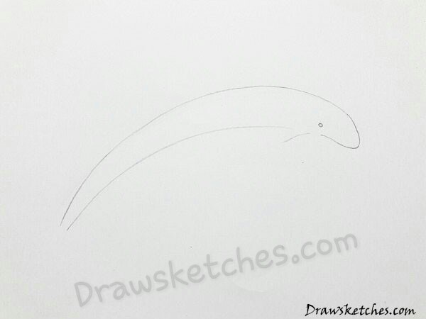 600x450 How To Draw A Dolphin In 20 Easy And Detailed Steps With (Pictures) - Dolphin Sketch
