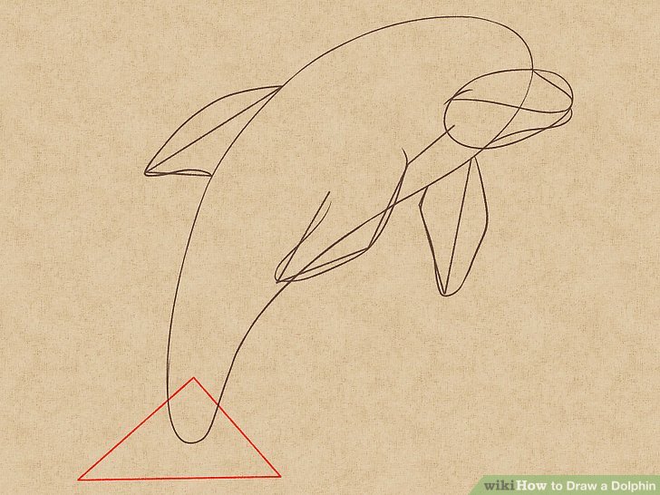 728x546 How To Draw A Dolphin 14 Steps (With Pictures) - Dolphin Sketch