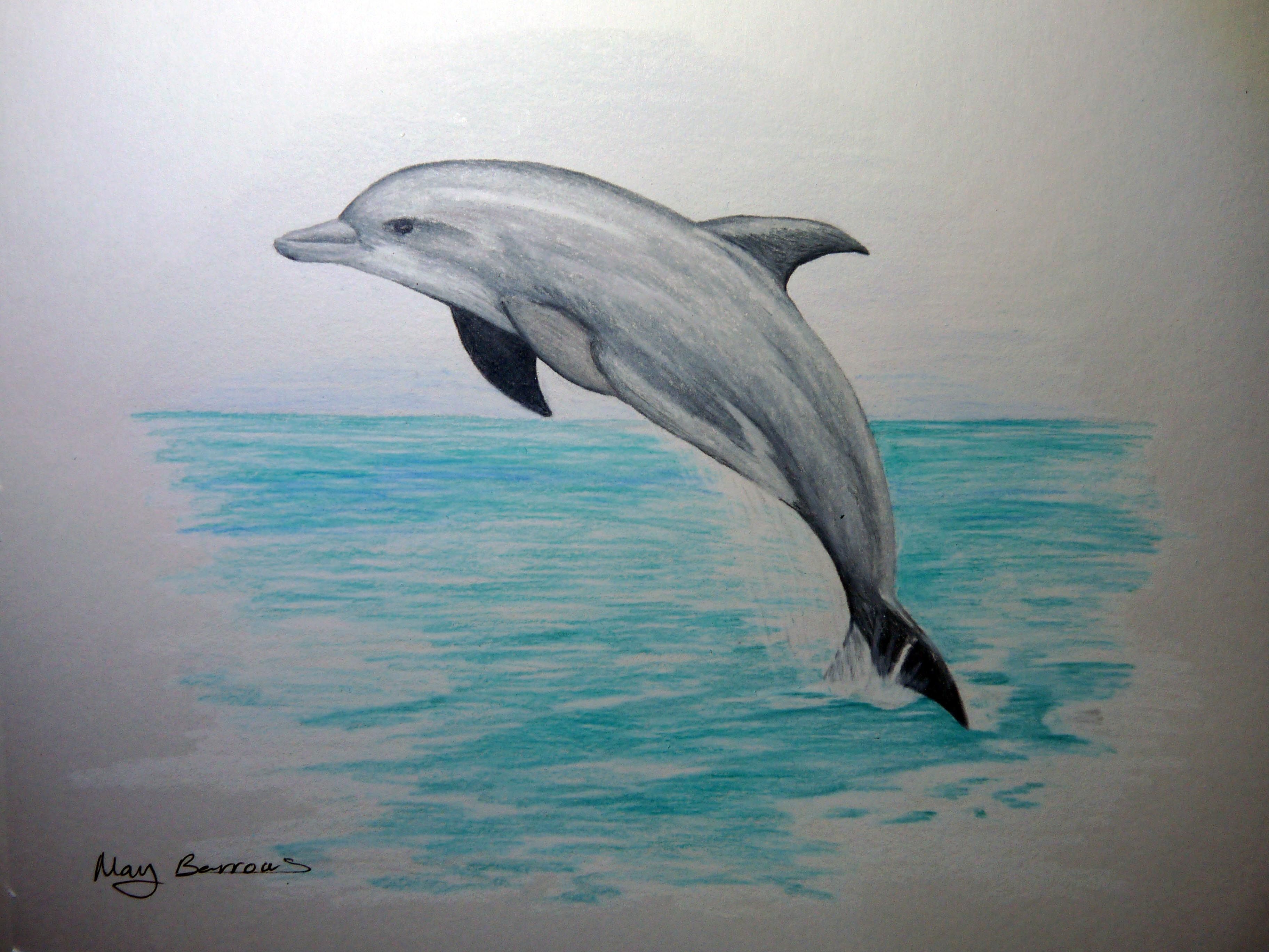 3648x2736 Pin By Sherry Gatchell On Pictures In 2018 Drawings - Dolphin Sketch