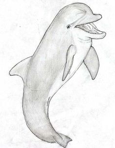 236x303 The 8 Best Dolphin Images In 2018 Dolphins, Dolphin - Dolphin Sketch