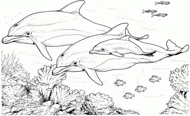 736x450 Dolphin Sketch Printable Free Printables - Dolphin Sketch