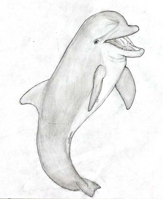 523x640 Sketch Dolphin Sketches Things To Draw Sketches - Dolphin Sketch