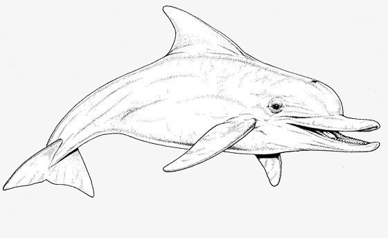 560x344 Dolphin Sketch Pictures, Dolphin Clipart, Dolphin, Sketch Material - Dolphin Sketch